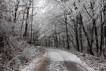 Image showing Winter forest