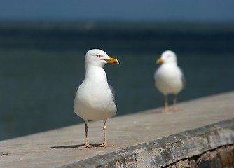 Image showing Seagull