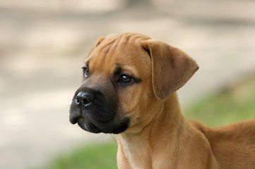 Image showing Puppy