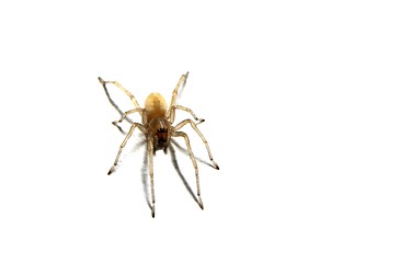 Image showing Spider