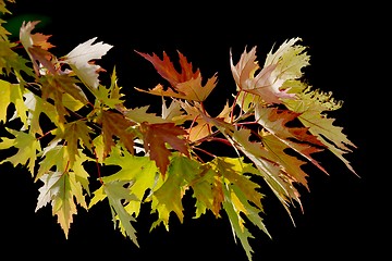 Image showing Leaves