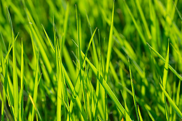 Image showing Grass