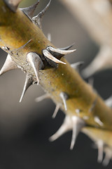 Image showing Thorns