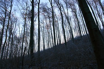 Image showing Winter Forest