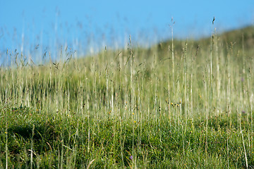 Image showing Grass