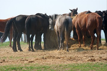 Image showing Horses