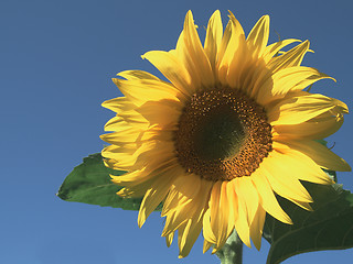 Image showing Sunflower