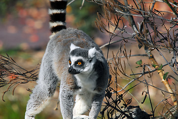 Image showing Ring-tailed Lemur (Lemur catta)