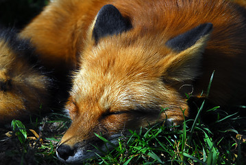 Image showing Red Fox (Vulpes vulpes)