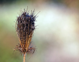 Image showing Wild Plant Macro