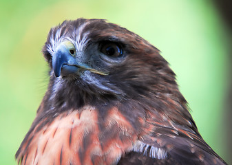 Image showing Goshawk (Accipiter gentilis)