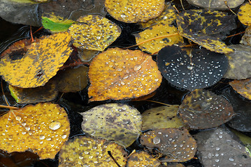 Image showing Autumn's Leaves Macro