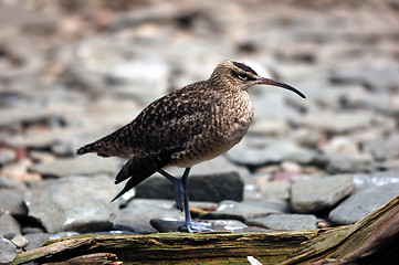 Image showing Whimbrel (Numenius Phaeopus)