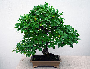 Image showing Bonsai