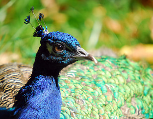 Image showing Indian Peafowl (Pavo cristatus)