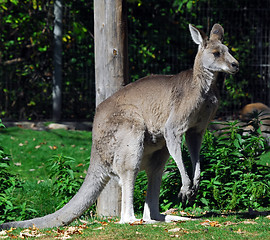 Image showing Eastern Grey Kangaroo (Macropus giganteus)