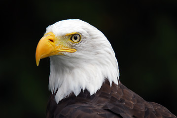 Image showing American Bald Eagle (Haliaeetus leucocephalus)