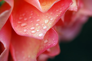 Image showing Roses and water