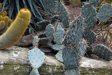 Image showing Cactus