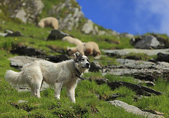 Image showing Shepherd dog