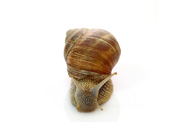 Image showing Snail