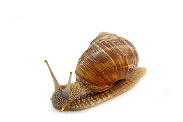 Image showing Snail