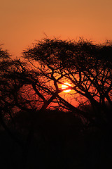 Image showing Tropical sunset in african bush