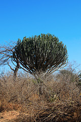 Image showing Cactus tree in African bush