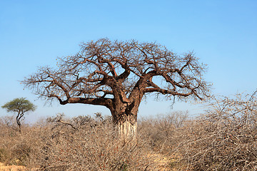 Image showing Thick baobab tree in African bush