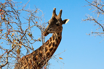 Image showing female giraffe eating bush on sky background