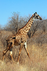 Image showing Giraffe in bushy savanna