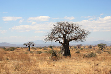 Image showing African landscape: thick baobab tree