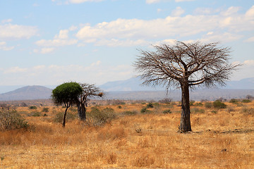 Image showing African landscape: thin baobab tree 