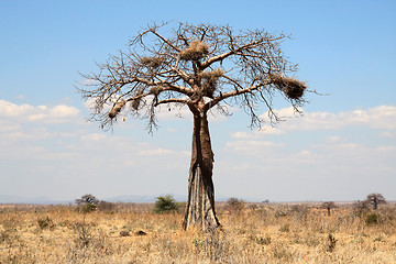 Image showing Thin baobab tree with big nests in african savanna 