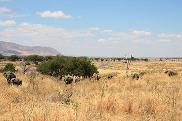 Image showing a group of elephants in savanna 