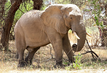 Image showing Old male elephant in bush 