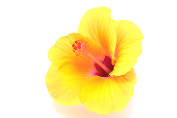 Image showing yellow hibiscus flower isolated on white background