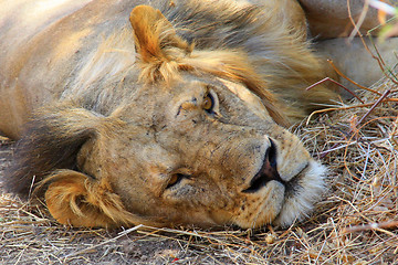 Image showing Young lion drowsing 