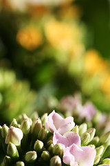 Image showing Beautiful wild flower.