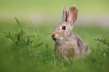 Image showing Wild rabbit