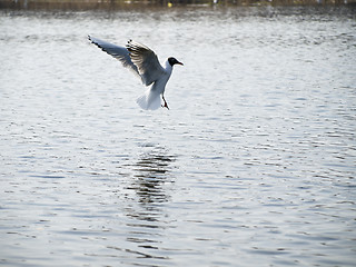 Image showing  Wild seagull 