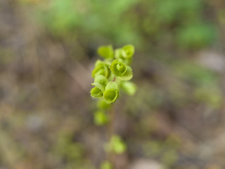 Image showing Spring plant