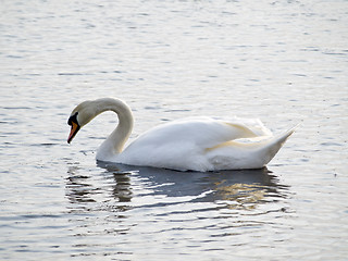 Image showing Swan