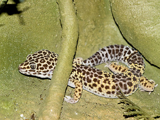 Image showing Spotted lizard