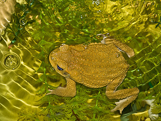 Image showing Frog