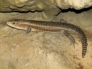 Image showing lizard