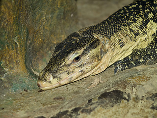 Image showing Goanna