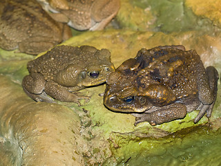 Image showing Two frogs