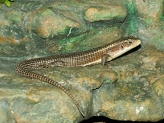 Image showing Single lizard