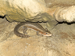 Image showing Single lizard